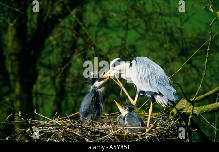 Airone cenerino Ardea cinerea alimentazione dei giovani a nido Verulanium park st albans Foto Stock