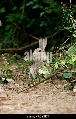 Coniglio giovane oryctolagus cuniculus seduta alimentazione da bordo di alberi potton bedfordshire Foto Stock