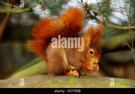 Scoiattolo rosso Sciurus vulgaris mangiare dado con in alto la coda e guardando alert Foto Stock