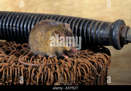 House Mouse Mus musculus seduti sui fili di patata in una fattoria capannone potton bedfordshire Foto Stock