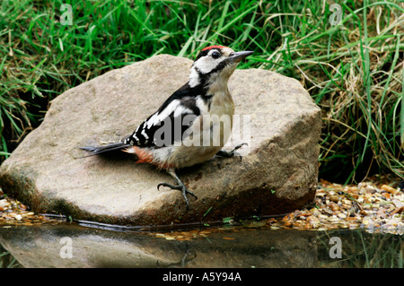 Picchio Rosso Dendrocopos major permanente sulla pietra a Stagno potton potabile bedfordshire Foto Stock
