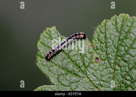La Gazza (Abraxas grossulariata) larve alimentazione su currebt potton bedfordshire Foto Stock