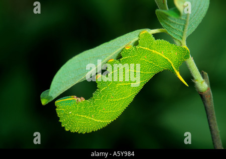 Il PIOPPO Hawk Moth Laothoe populi larve alimentazione su Sallow potton bedfordshire Foto Stock