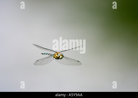 Southern Hawker Aeshna cyanea In volo priory park Bedford Bedfordshire Foto Stock