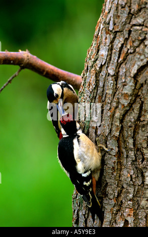 Picchio Rosso (Dendrocopos major) Alimentazione dei giovani bird sul tronco di albero potton bedfordshire Foto Stock