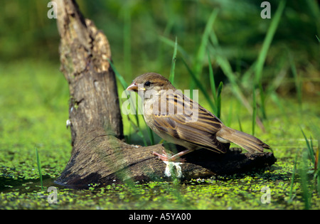 Casa Passero (Passer domesticus) capretti uccello appollaiato sul log in stagno pronta da bere potton bedfordshire Foto Stock