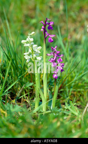 Green Winged Orchid Orchis morio rosa e bianco crescendo insieme biggleswade bedfordshire Foto Stock