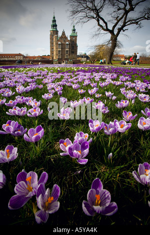 Crocus fiori nel prato di fronte il castello di Rosenborg Foto Stock