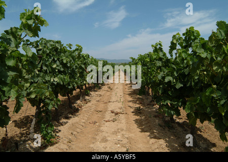 Filari di viti nel Languedoc Herault Francia Foto Stock