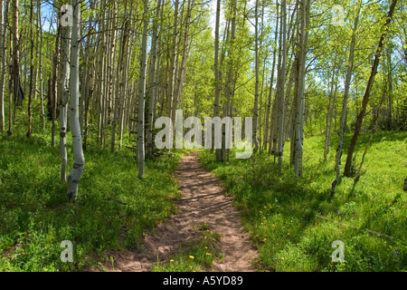 Sentiero natura attraverso aspens Crested Butte CO Foto Stock