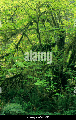 Stati Uniti Washington Olympic National Park, la molla nella foresta pluviale temperata Foto Stock