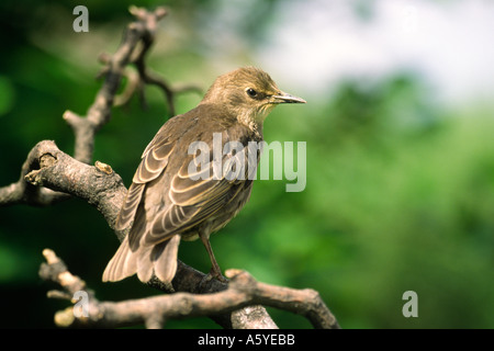 I capretti European starling Sturnus vulgaris appollaiato su un ramo Foto Stock