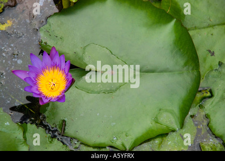 Fioritura ninfee nel Taman Orchid Kuala Lumpur Orchid Garden Foto Stock