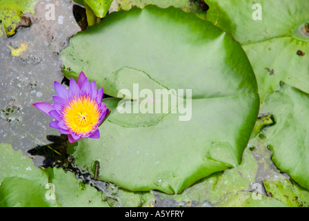 Fioritura ninfee nel Taman Orchid Kuala Lumpur Orchid Garden Foto Stock