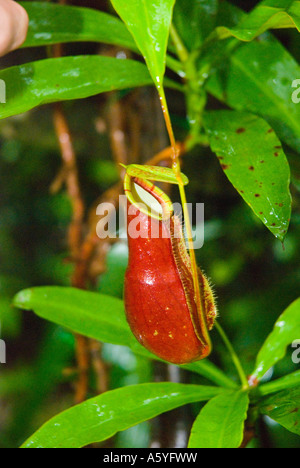 Pianta brocca Nepenthes Coccinea Foto Stock