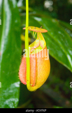 Pianta brocca Nepenthe bicalcerata osservato per due zanne sotto il suo coperchio Foto Stock