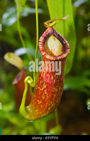 Nepenthes coccinea pianta brocca della Malaysia Foto Stock