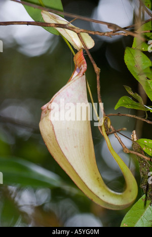 Brocca di piante in Malesia Foto Stock