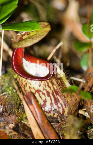 Brocca piante Nepenthes rafflesiana Foto Stock