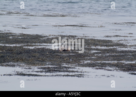 Lontra europea Lutra lutra UK Lontra europea Lutra lutra REGNO UNITO loch na keal Isle of Mull Ebridi Interne Foto Stock