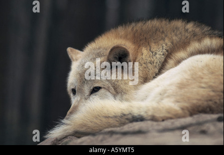 Close-up di lupo (Canis lupus) di appoggio nella foresta, Merzig, Germania Foto Stock