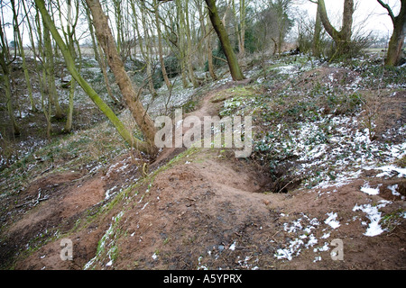 Badger imp in valle boscosa con una leggera spolverata di neve Foto Stock