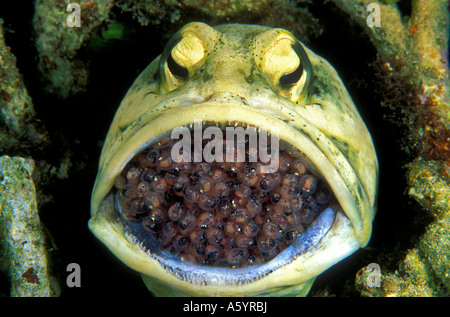 Maschio jawfish dendriric Opistognathus dendriticus incubazione di uova in bocca Coron Filippine Foto Stock