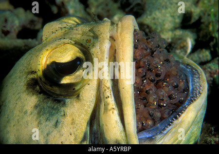 Maschio jawfish dendriric Opistognathus dendriticus incubazione di uova in bocca Coron Filippine Foto Stock