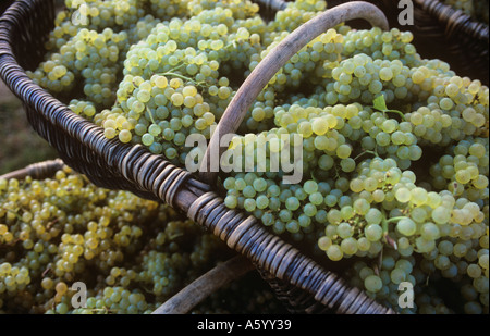 Le uve Chardonnay raccolto cestello borgognone appena raccolto Premier Cru uve Chardonnay in Borgogna tradizionali cesti di vimini Borgogna Francia Foto Stock