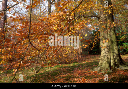 FAIRHAVEN bosco giardino SALHOUSE NORFOLK East Anglia England Regno Unito Foto Stock