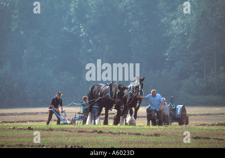 Cavallo pesante concorrenza di aratura in campo al salle norfolk East Anglia England Regno Unito Foto Stock