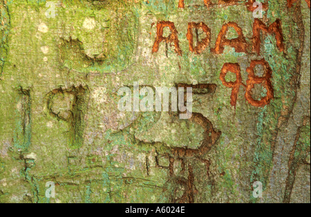 GRAFFITI incisi nella corteccia di albero BLICKLING NORFOLK East Anglia England Regno Unito Foto Stock