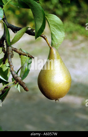Conferenza pera Foto Stock