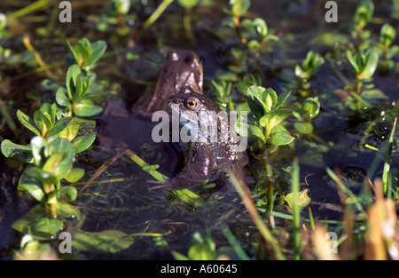 Maschio Rana comune Rana temporaria in stagno durante la stagione di riproduzione Foto Stock