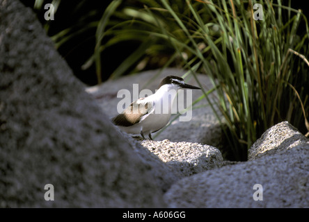 Imbrigliati Tern Sterna anaethetus adulto Foto Stock