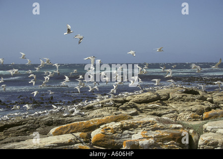 Lesser Crested Tern Sterna bengalensis gregge Città del Capo Sud Africa Foto Stock