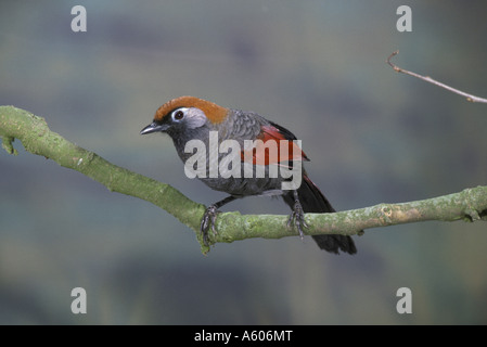 Redtailed ridere i tordi Garrulax milnei appollaiato Foto Stock