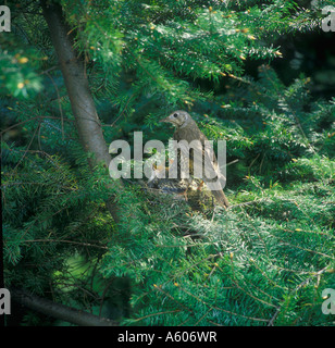 Mistle Thrush Turdus viscivorus Foto Stock