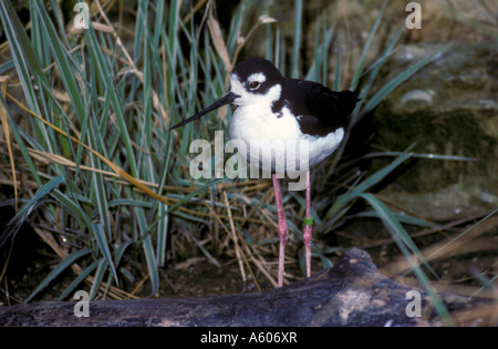 Collo Nero stilt Himantopus himantopus mexicanus Foto Stock