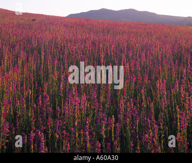 Colorado Loco blumi Carson National Forest New Mexico Foto Stock