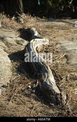 Stick che assomiglia a un serpente. Foto Stock