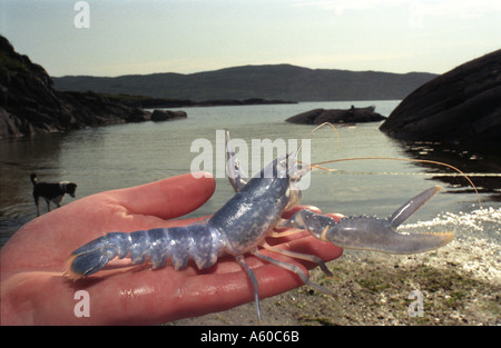Baby aragosta allevamento allevati in captivityat Ardtoe ricerca della pesca Stabilimento Scozia Scotland Foto Stock