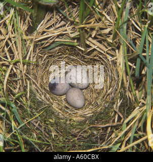 Meadow Pipit Anthus pratensis Close up del nido Pipit due uova e un uovo cuculo Foto Stock