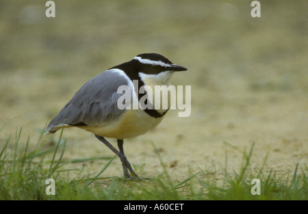 Plover egiziano Pluvianus aegyptius Foto Stock