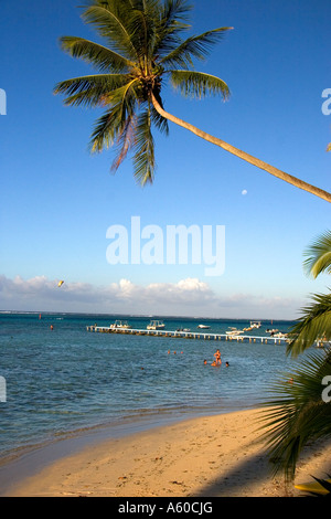 Spiaggia scena con laguna e palme sull'Isola di Moorea Foto Stock