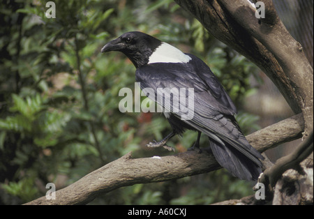 Collo bianco Raven Corvultur albicollis Close up appollaiato sul ramo Foto Stock