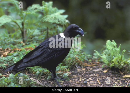 Collo bianco Corvo imperiale Corvus albicollis vicino fino in piedi sul suolo Foto Stock