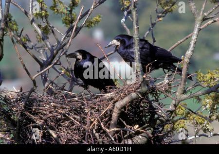 Rooks Nest Foto Stock