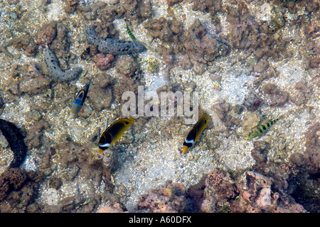 Vista subacquea di corallo e pesce tropicale nella laguna sull'Isola di Moorea Foto Stock
