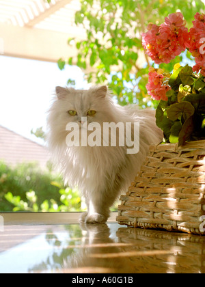 Bianco argento persiano Chinchilla pedigree cat pone a casa nella finestra naturale luce con fiori di primavera nel cestello Foto Stock